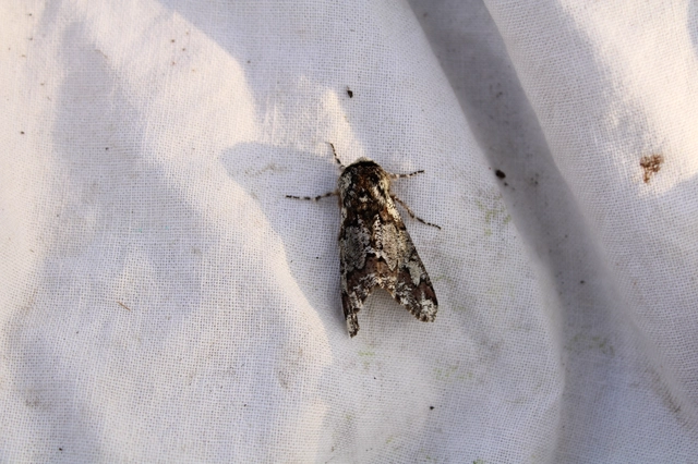 Biston strataria - barnapettyes araszoló