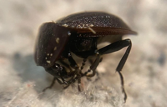 Phosphuga atrata - bordás csigarabló