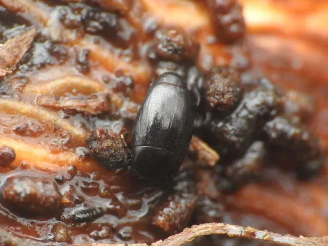 Paromalus flavicornis - sárgabunkós kéregsutabogár