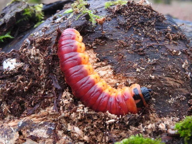 Cossus cossus - fűzfarontólepke