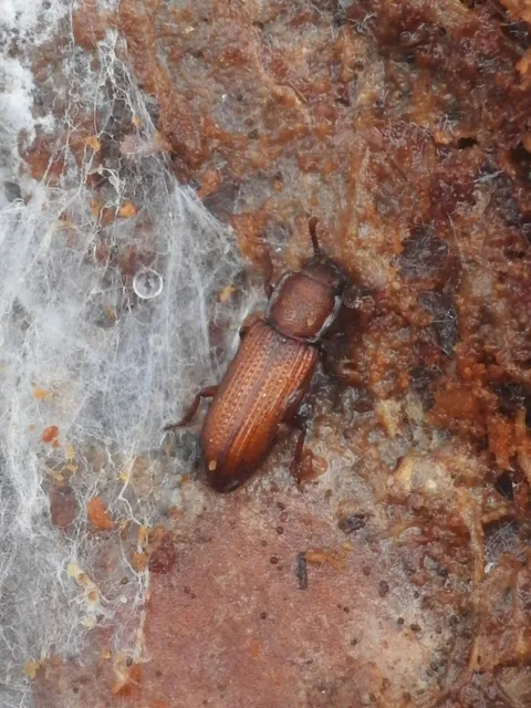 Pycnomerus terebrans - bordás héjbogár