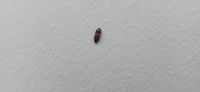 Drasterius bimaculatus - változékony pattanó