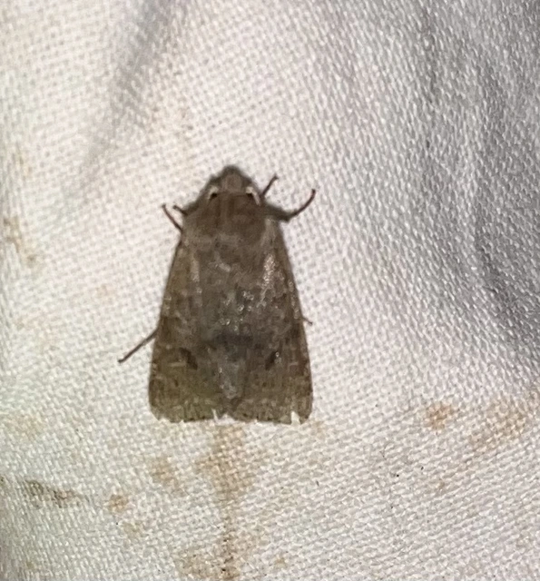 Orthosia cruda - kis barkabagoly