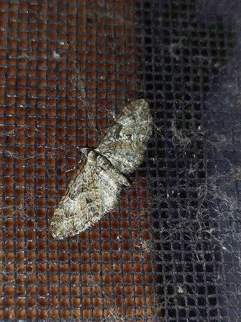 Eupithecia abbreviata - korai törpearaszoló
