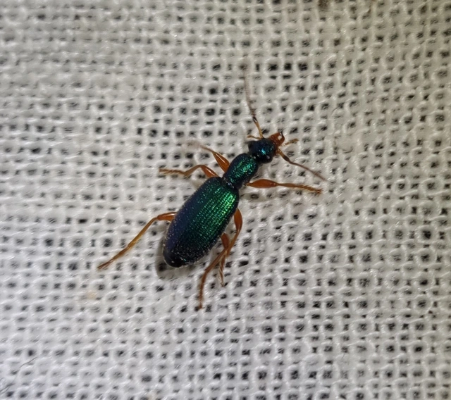 Drypta dentata - atlaszfutó