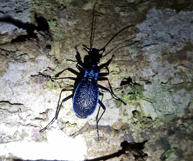 Carabus intricatus - kék laposfutrinka