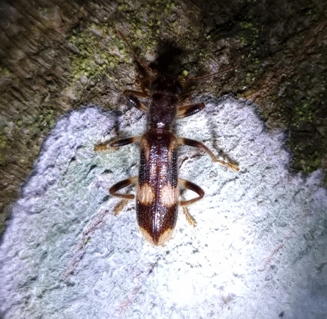 Opilo mollis - közönséges szúfarkas