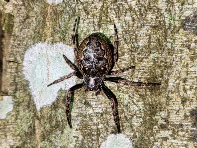 Nuctenea umbratica - közönséges rés-keresztespók