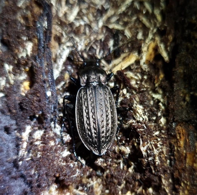 Carabus granulatus - mezei futrinka