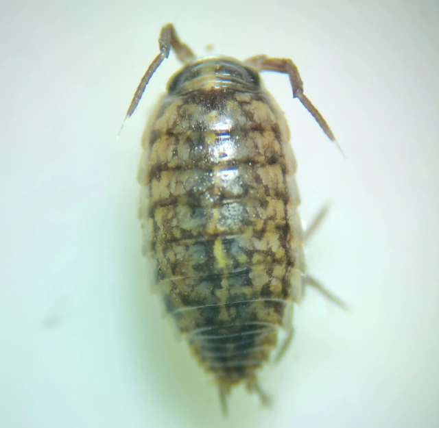 Isopoda - Ászkarákok