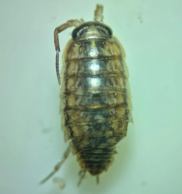 Isopoda - Ászkarákok