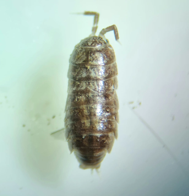 Isopoda - Ászkarákok