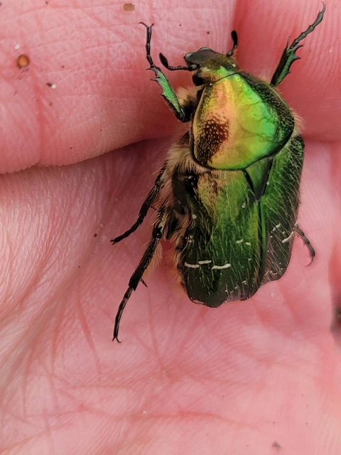 Cetonia aurata - aranyos virágbogár