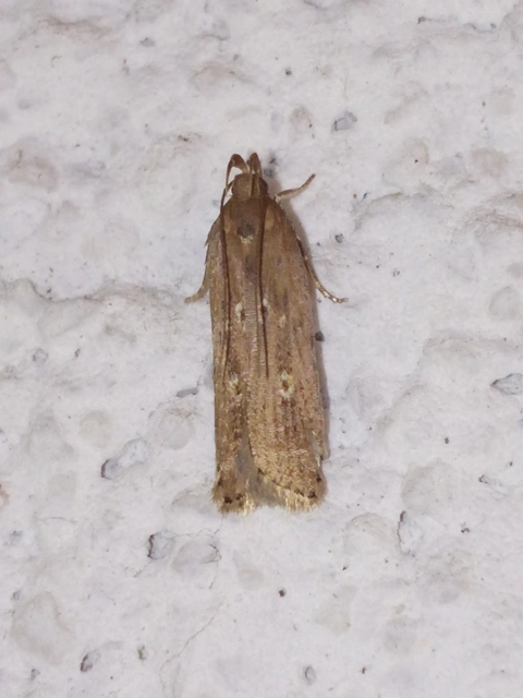Helcystogramma triannulella - szuláksodró lápimoly