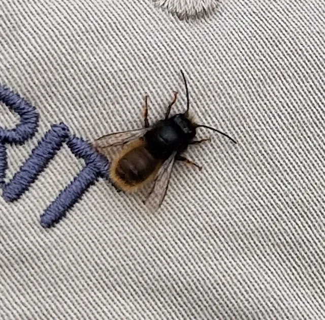 Osmia cornuta - szarvas faliméh