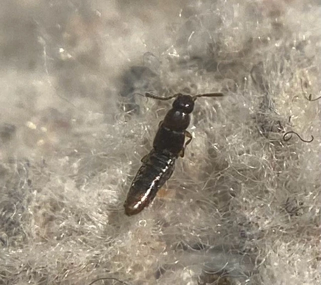 Amischa decipiens - barnás trapézfejűholyva