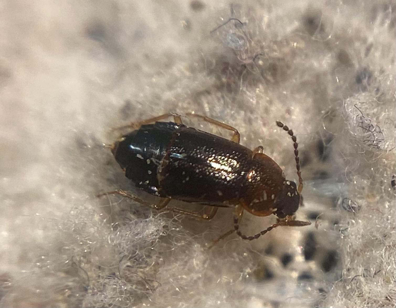 Olophrum puncticolle - alföldi felemásholyva