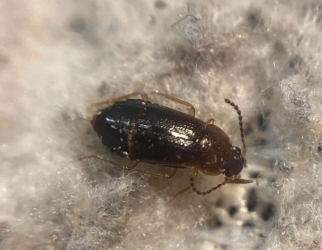 Olophrum puncticolle - alföldi felemásholyva