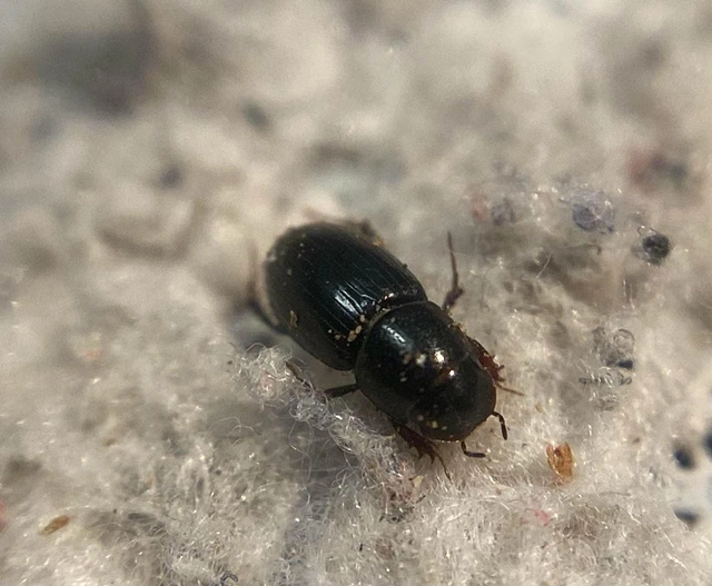 Aphodius plagiatus - réti trágyabogár