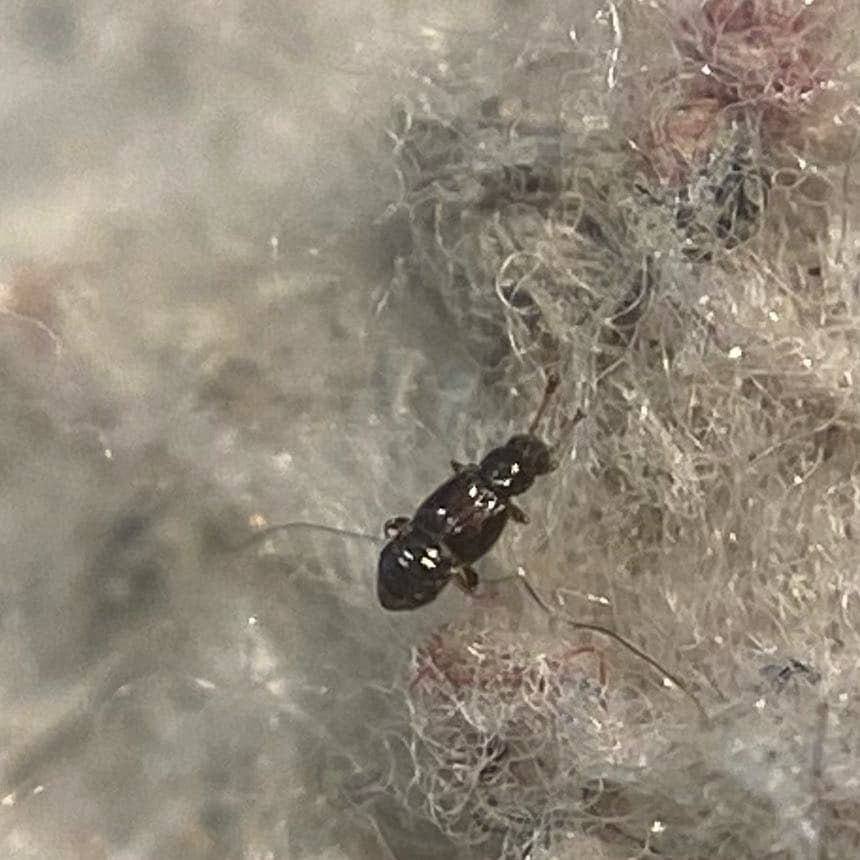 Bibloplectus ambiguus
