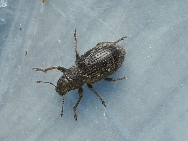 Sitona hispidulus - szőrös csipkézőbogár