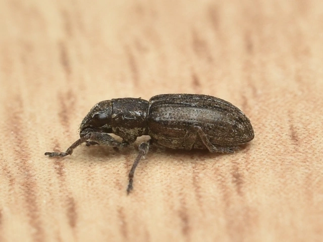Sitona