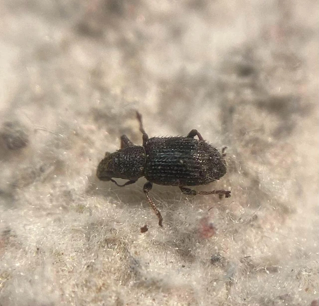 Sitona hispidulus - szőrös csipkézőbogár