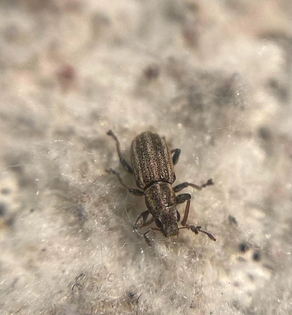 Sitona lineatus - sávos csipkézőbogár