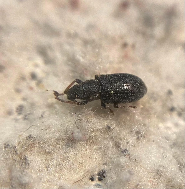 Sitona hispidulus - szőrös csipkézőbogár