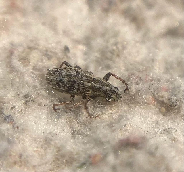 Sitona macularius - borsó-csipkézőbogár