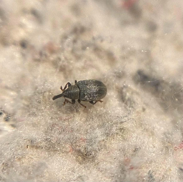 Acalyptus sericeus - selymes fűzormányos