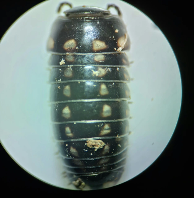 Isopoda - Ászkarákok