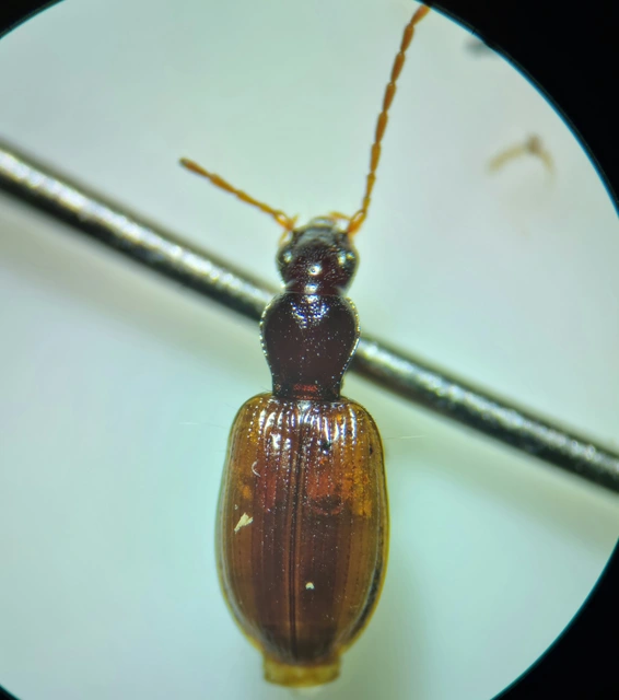 Oxypselaphus obscurus - barnás kisfutó