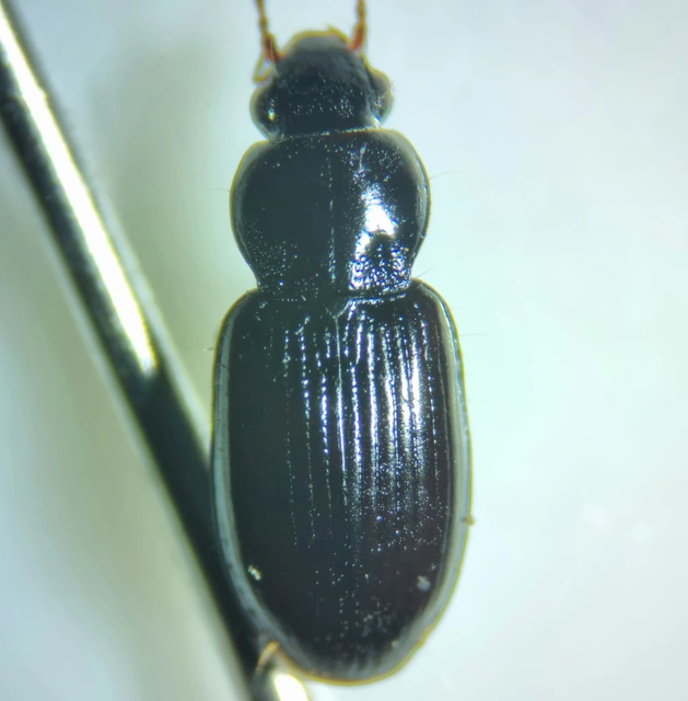 Pterostichus strenuus - gombszemű gyászfutó