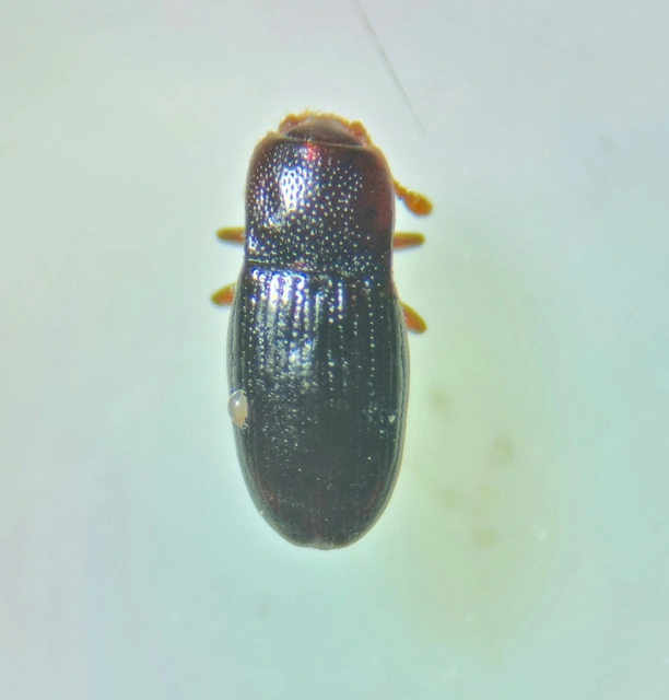 Cerylonidae - kéregbogárfélék Cerylonidae - kéregbogárfélék
