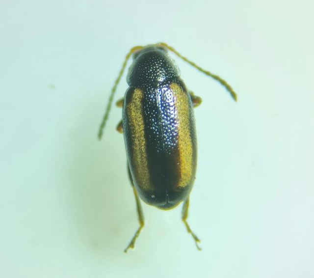 Phyllotreta vittula - muharbolha