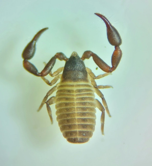 Pseudoscorpionida - Álskorpiók