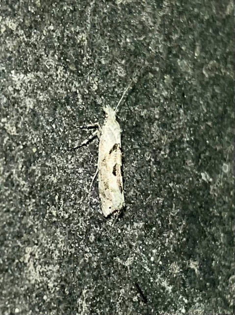 Ypsolopha asperella - levélfonó tarkamoly