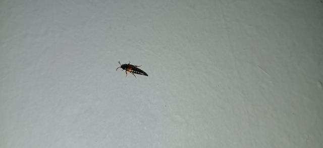 Mycetoporus Mycetoporus