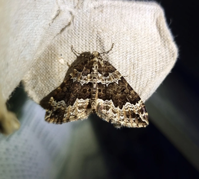 Lampropteryx suffumata - füstös araszoló