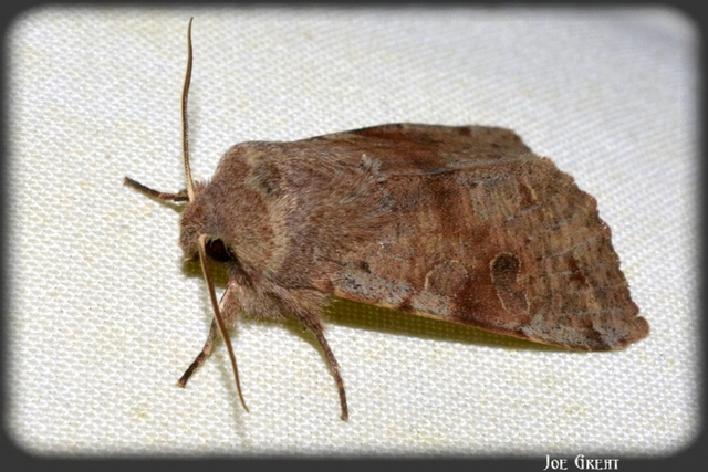 Orthosia incerta - változékony barkabagoly