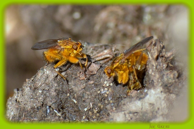 Scathophaga stercoraria - közönséges trágyalégy