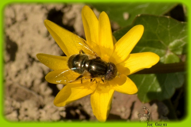 Eristalinus