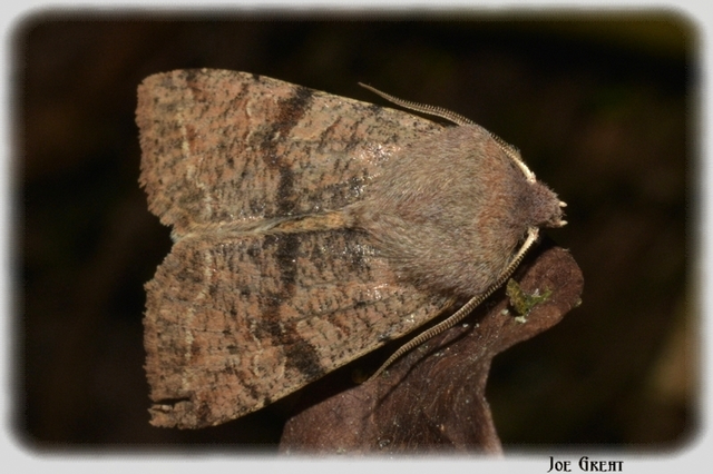 Orthosia incerta - változékony barkabagoly