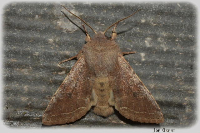 Orthosia incerta - változékony barkabagoly