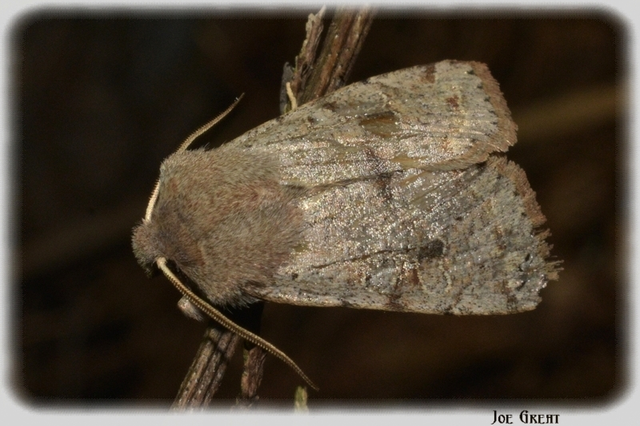 Orthosia incerta - változékony barkabagoly