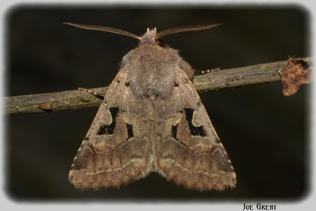 Orthosia gothica - feketefoltos barkabagoly