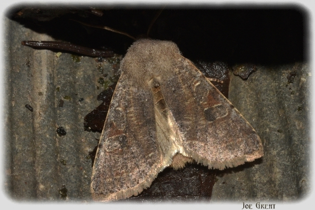 Orthosia incerta - változékony barkabagoly