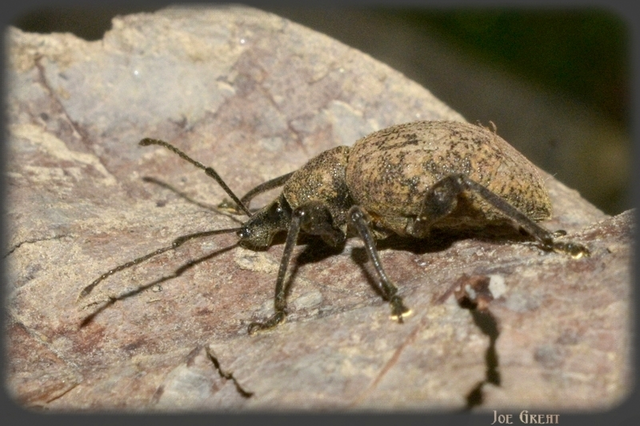 Coleoptera - Bogarak