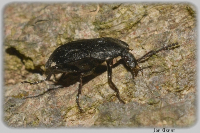 Silpha carinata - karimás dögbogár